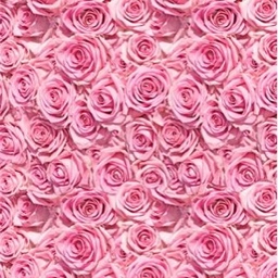 rose1107