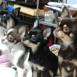 lovelypink