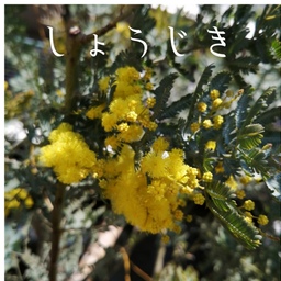 しょうじき