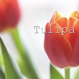 ..Tulipa..