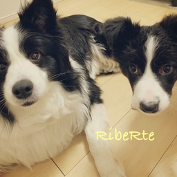 RibeRte