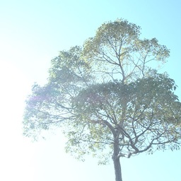 tree songs