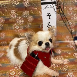 犬の装備屋さん
