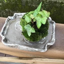 田舎猫