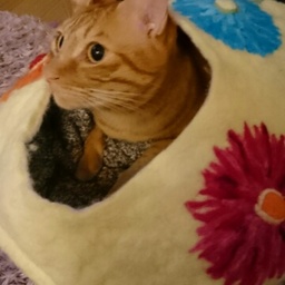 nekocigura