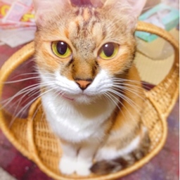 ニモにゃん