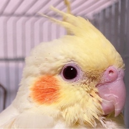 min-inko