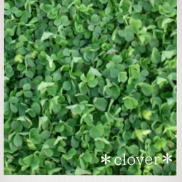 ＊clover＊