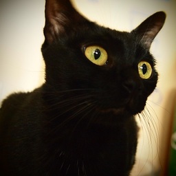 Mostro Cat