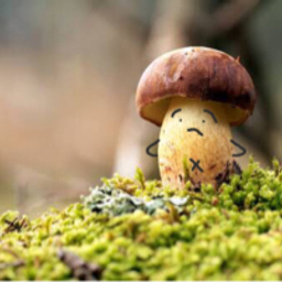 ひな🍄