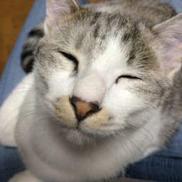 野花舎