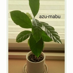 azu-mabu