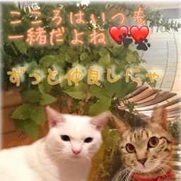 kokoneko02@ここねこ