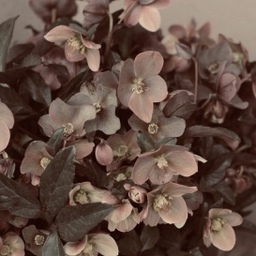 ꕤLes fleursꕤ