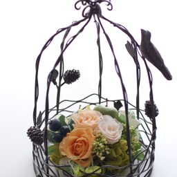 hummingbird7