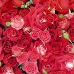 m.flowers