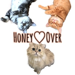 Honey♡Over