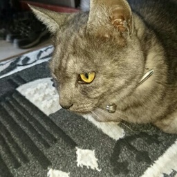 tatsuitsu
