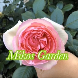 mikosgarden1