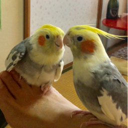 puriarako