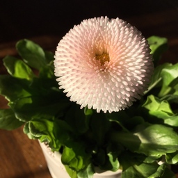 ponpondaisy