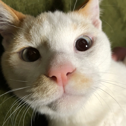 calico-9