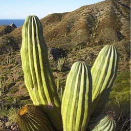 riesanchez