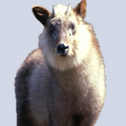 aojisi