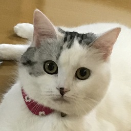 jasmine0830
