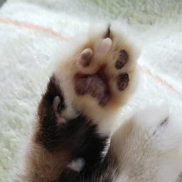 えなみかなん