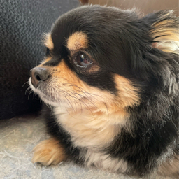 coco