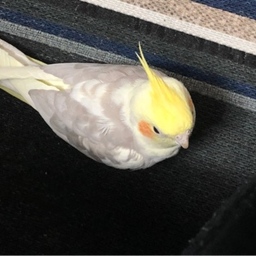 でぶくま