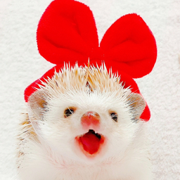 ハリネズミのたわしちゃん