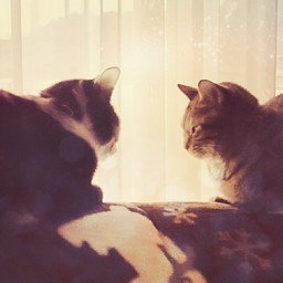 ごろねこ ＊Laugh An＊