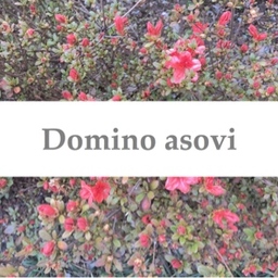 domino _asovi