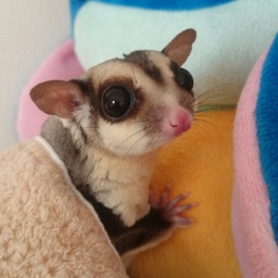 chinami