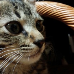 たらことこんぶ