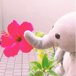 ちゃーこ