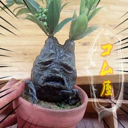 コムラ