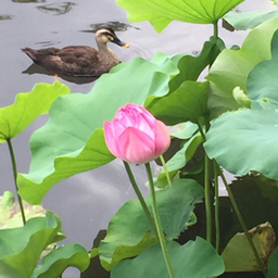 lotus-pond