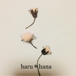 haru*hana