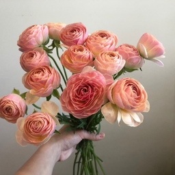 pny-flower
