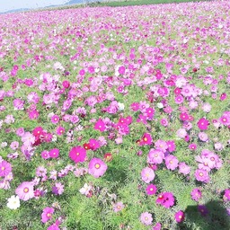ゆうゆ