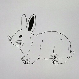 しろうさぎ