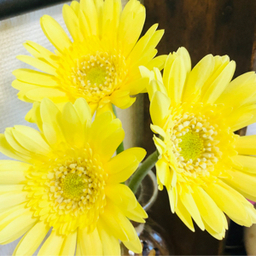 Ballet-yellow
