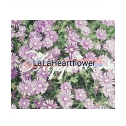 LaLaHeartFlower