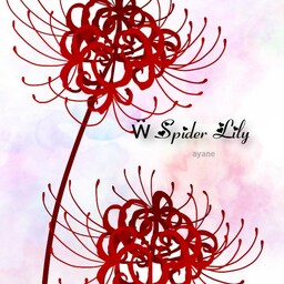 Spider Lily
