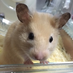 ＊さかぐっちゃん＊