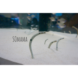 SOmama