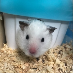 ネズミ研究所のごつい方
